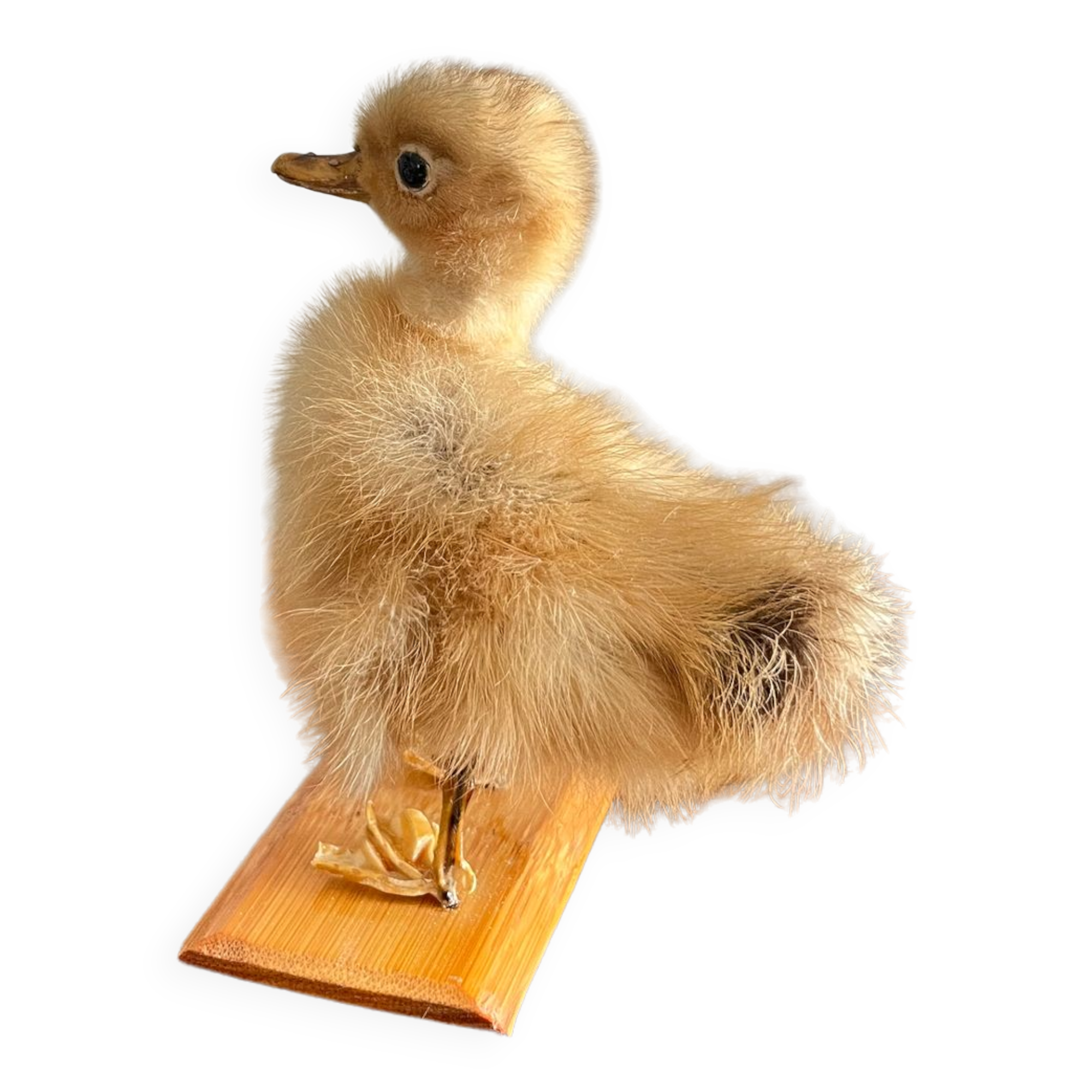 Taxidermy - Stuffed duckling