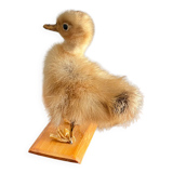 Taxidermy - Stuffed duckling