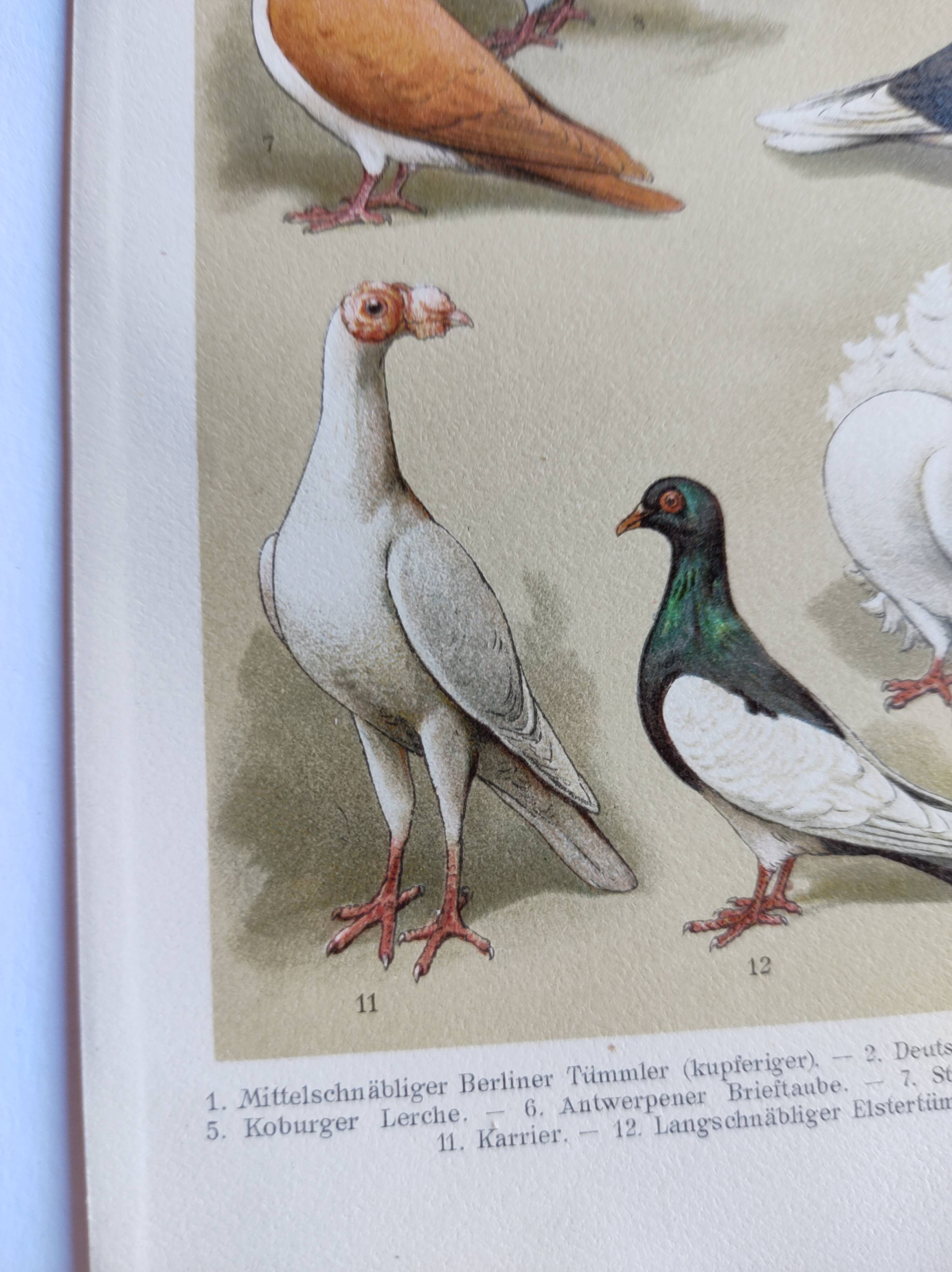 Small zoological engraving from 1909 - Pigeons - Old German print