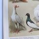 Small zoological engraving from 1909 - Pigeons - Old German print