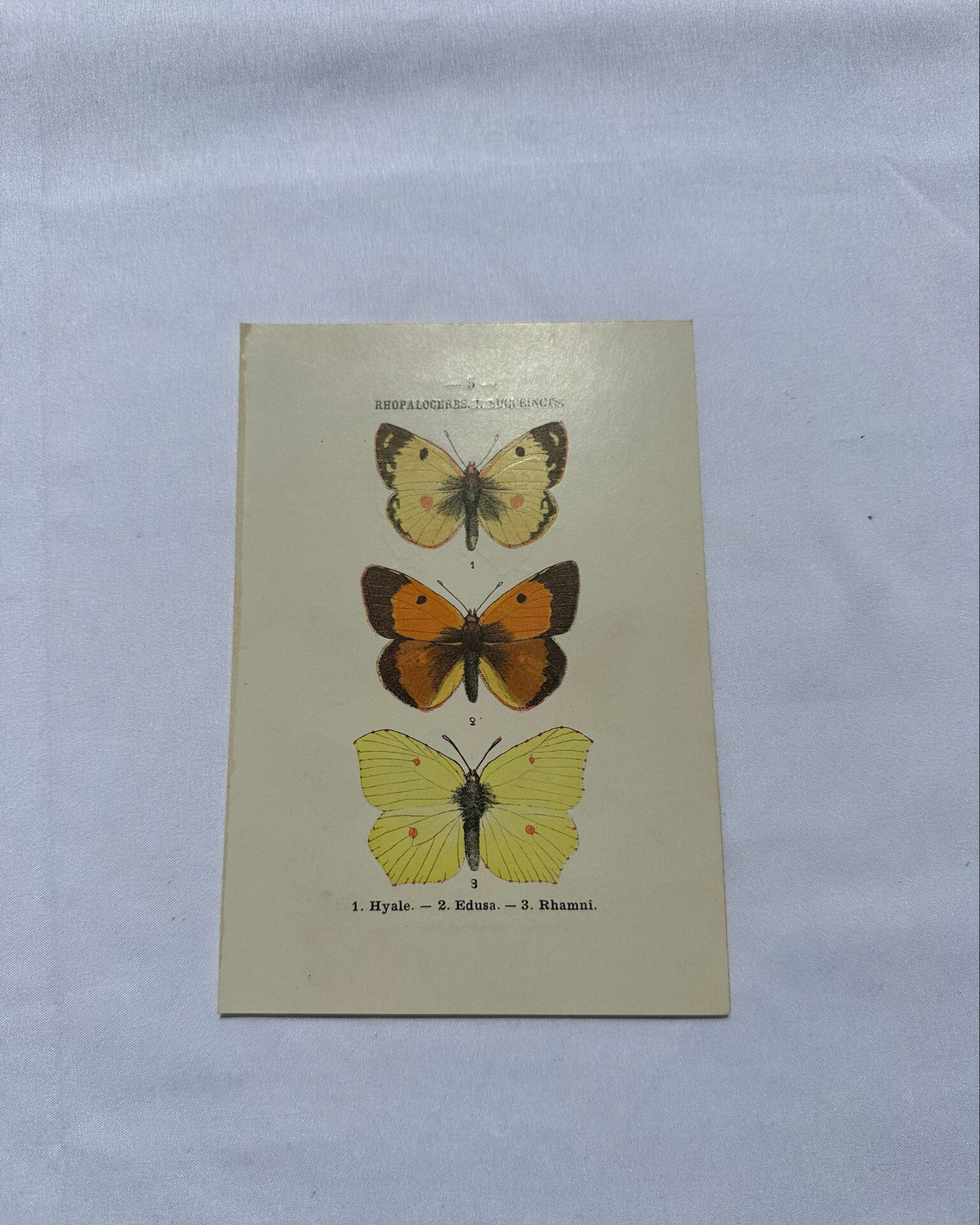 Naturalist plate engraving butterfly 19th century