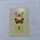 Naturalist plate engraving butterfly 19th century
