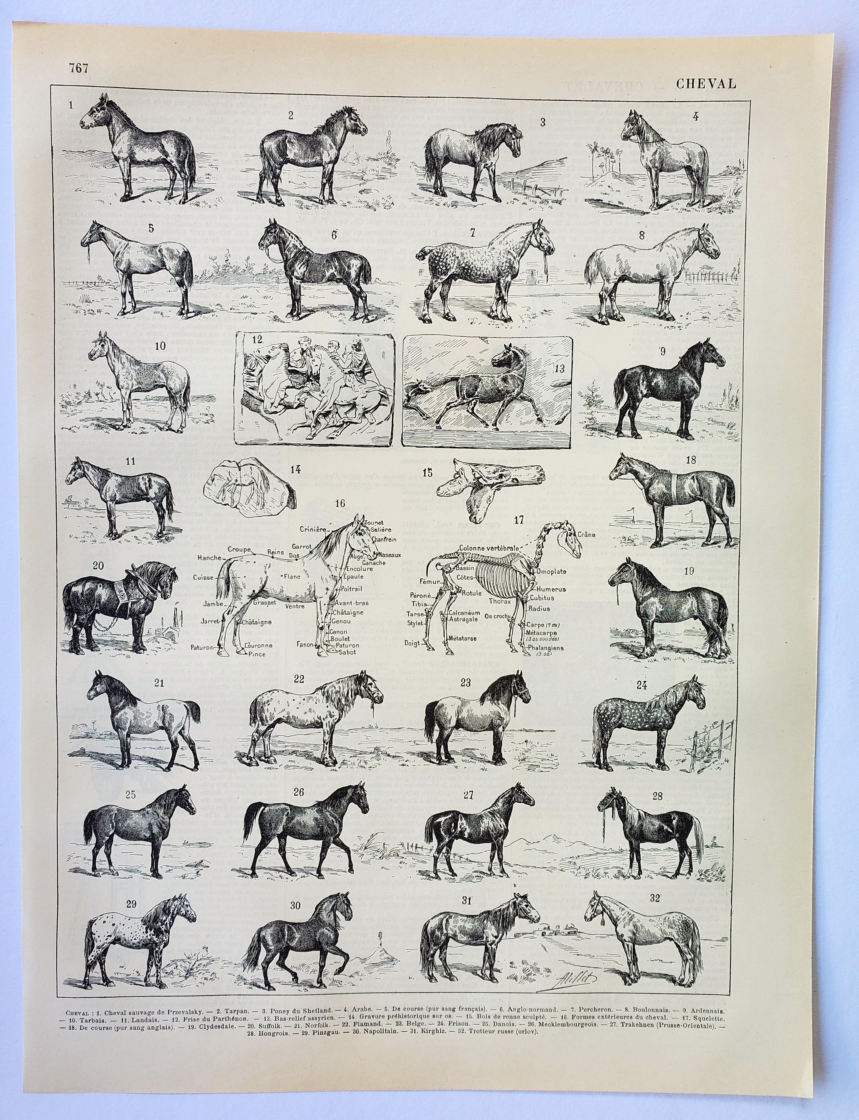 Gravure • Chevaux, race, anatomie, course • Lithographie originale et vintage de 1898