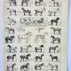Gravure • Chevaux, race, anatomie, course • Lithographie originale et vintage de 1898
