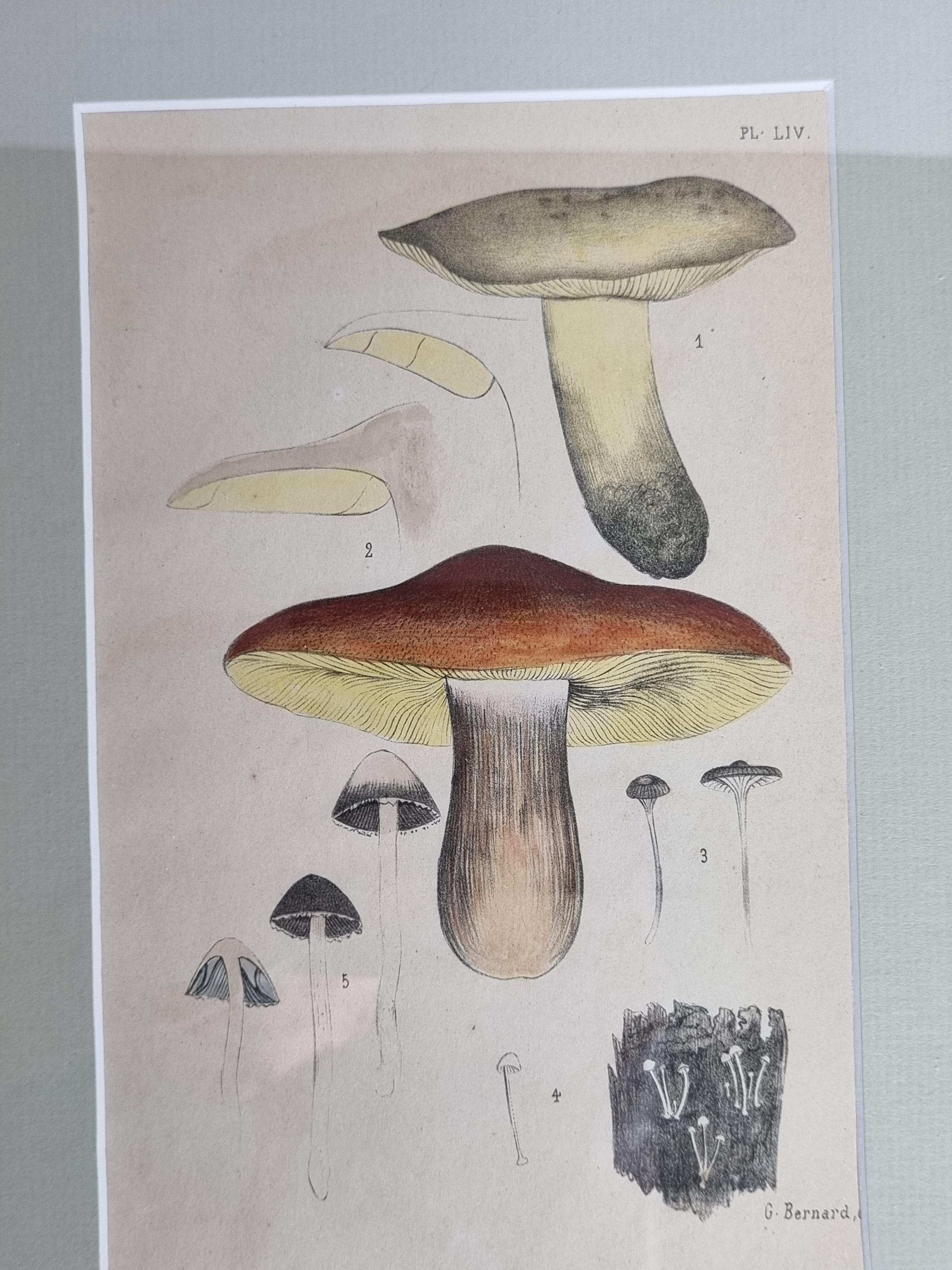 Two old engravings of watercolor mushrooms nineteenth century after G. Bernard