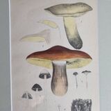 Deux anciennes gravures de champignons aquarellées XIXème siècle d'après G. Bernard