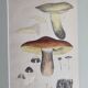 Two old engravings of watercolor mushrooms nineteenth century after G. Bernard