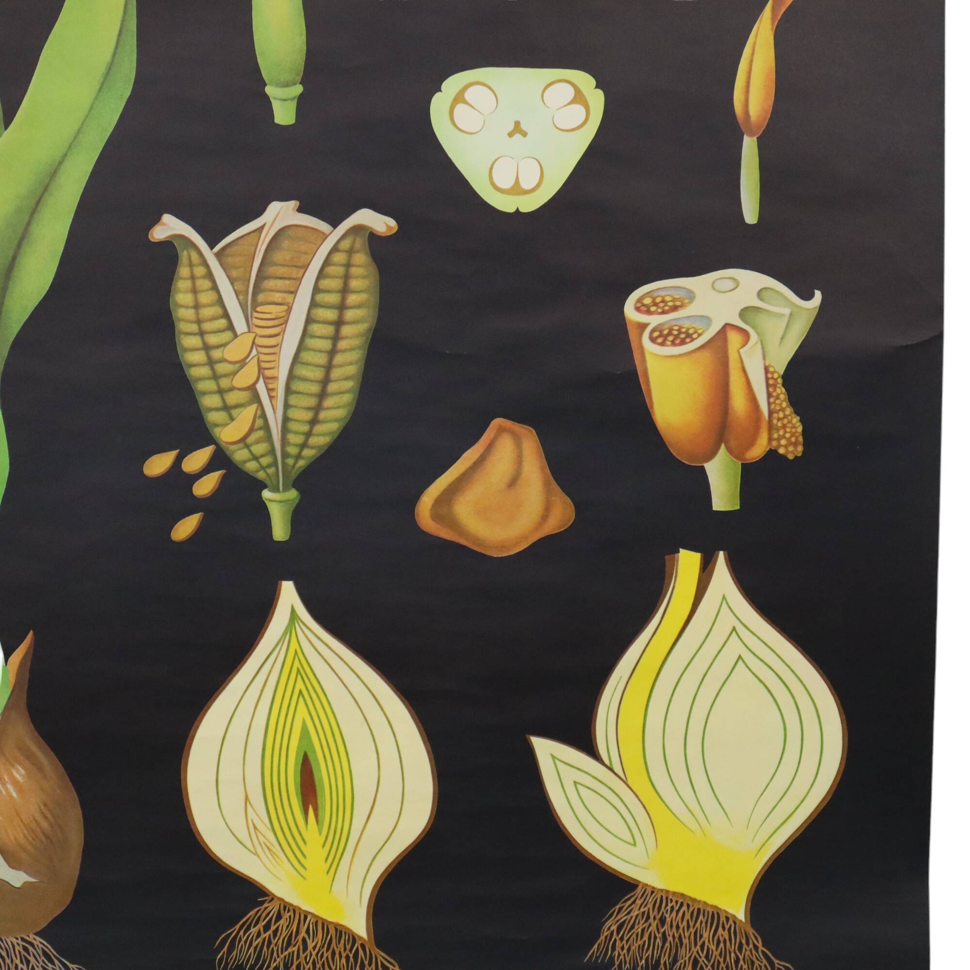 Large Vintage School Card Tulip Flowers Jung Koch Quentell 117cm