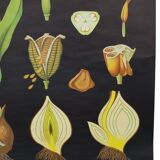 Large Vintage School Card Tulip Flowers Jung Koch Quentell 117cm