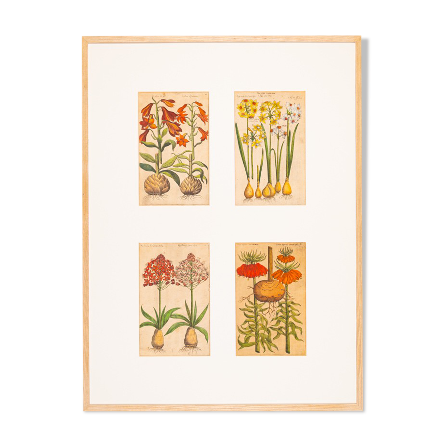 Botanical Drawings from the 18th Century, Colored Copperplate, 83 x 113 cm