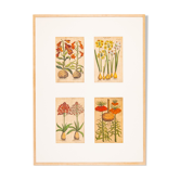 Botanical Drawings from the 18th Century, Colored Copperplate, 83 x 113 cm