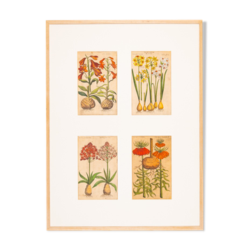 Dessins botaniques du 18ème siècle, plaque de cuivre colorée, 83 x 113 cm