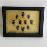 Insect the "Masked Bug" of Lombok