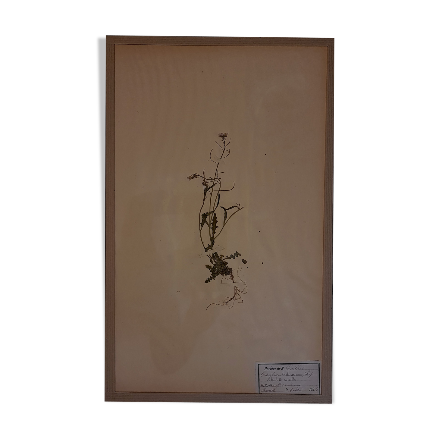 19th herbarium plank