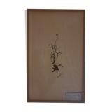 19th herbarium plank