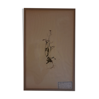 Planche d'herbier 19ème