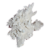 white coral branch block, curiosity cabinet, collection