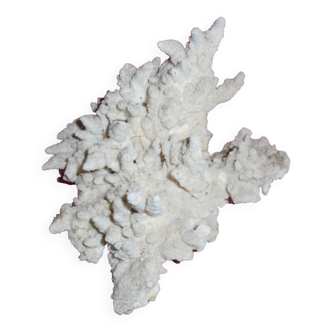 white coral branch block, curiosity cabinet, collection