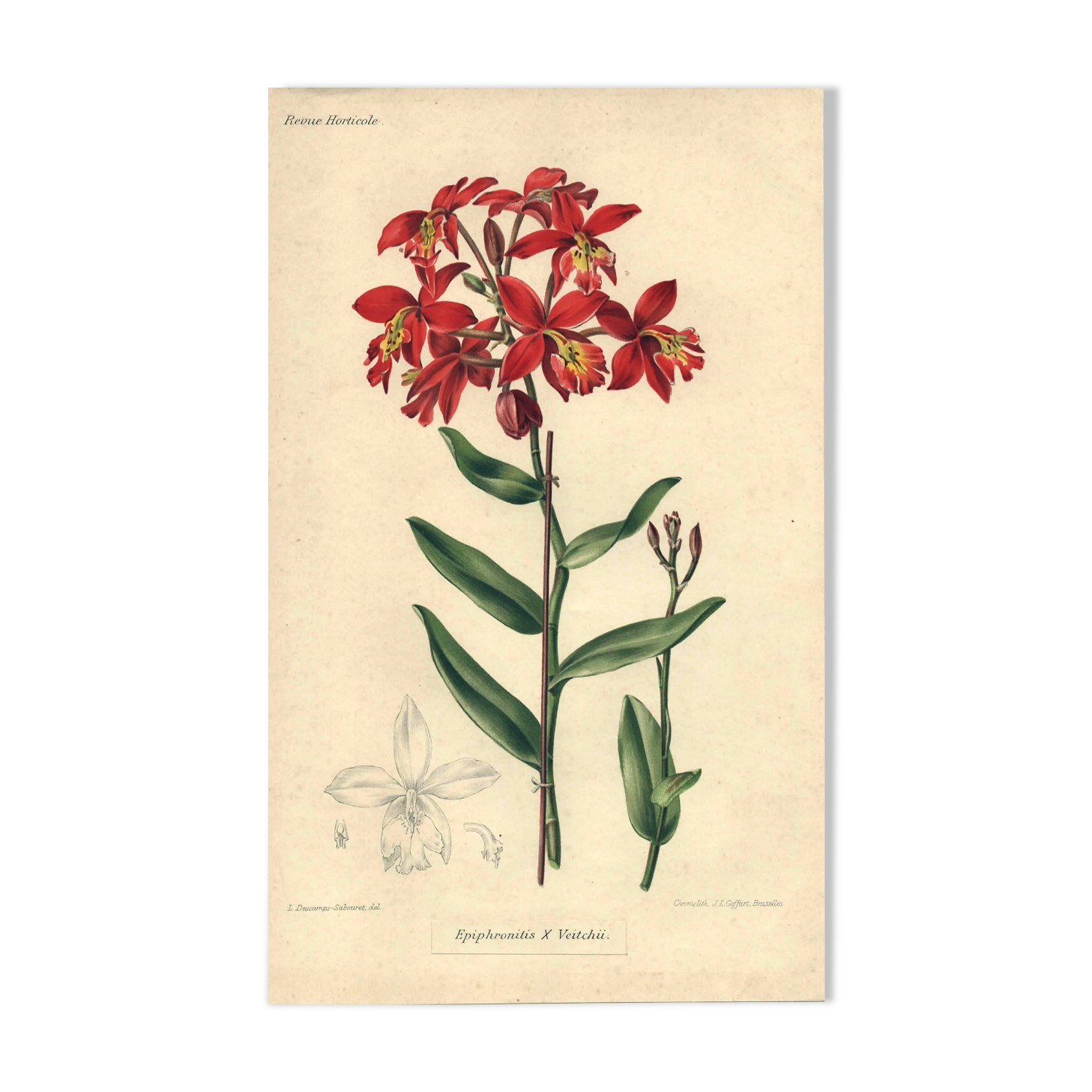 Botanical engraving from 1896 by Descamps-Sabouret • Epiphronitis hybrid • Old lithograph