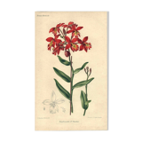 Botanical engraving from 1896 by Descamps-Sabouret • Epiphronitis hybrid • Old lithograph
