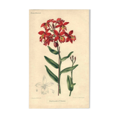 Gravure Botanique de 1896 par Descamps-Sabouret • Epiphronitis hybride • Lithographie ancienne