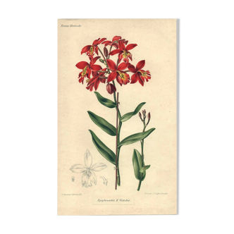 Botanical engraving from 1896 by Descamps-Sabouret • Epiphronitis hybrid • Old lithograph