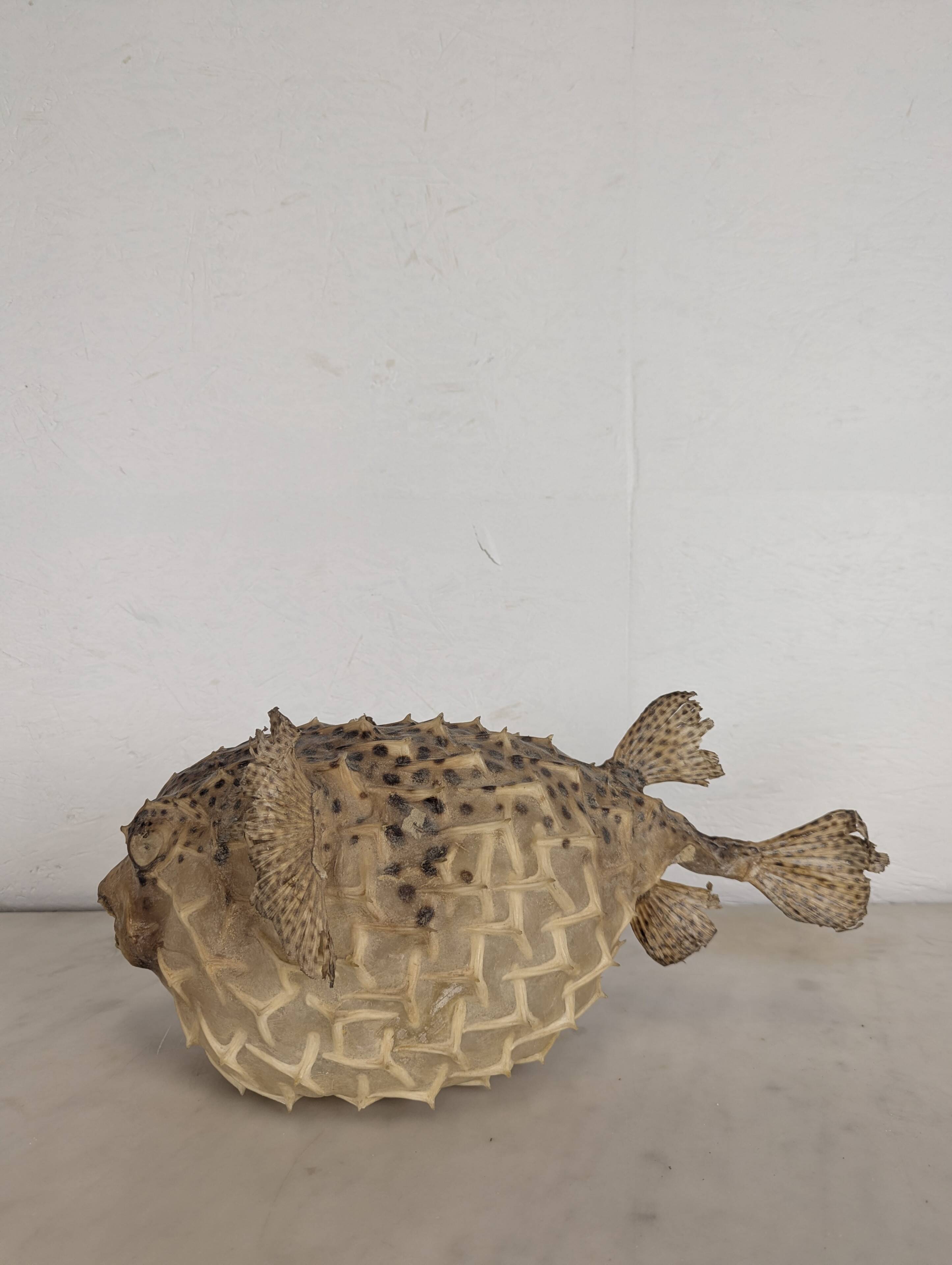 Diodon or taxidermied pufferfish