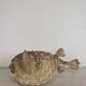 Diodon or taxidermied pufferfish