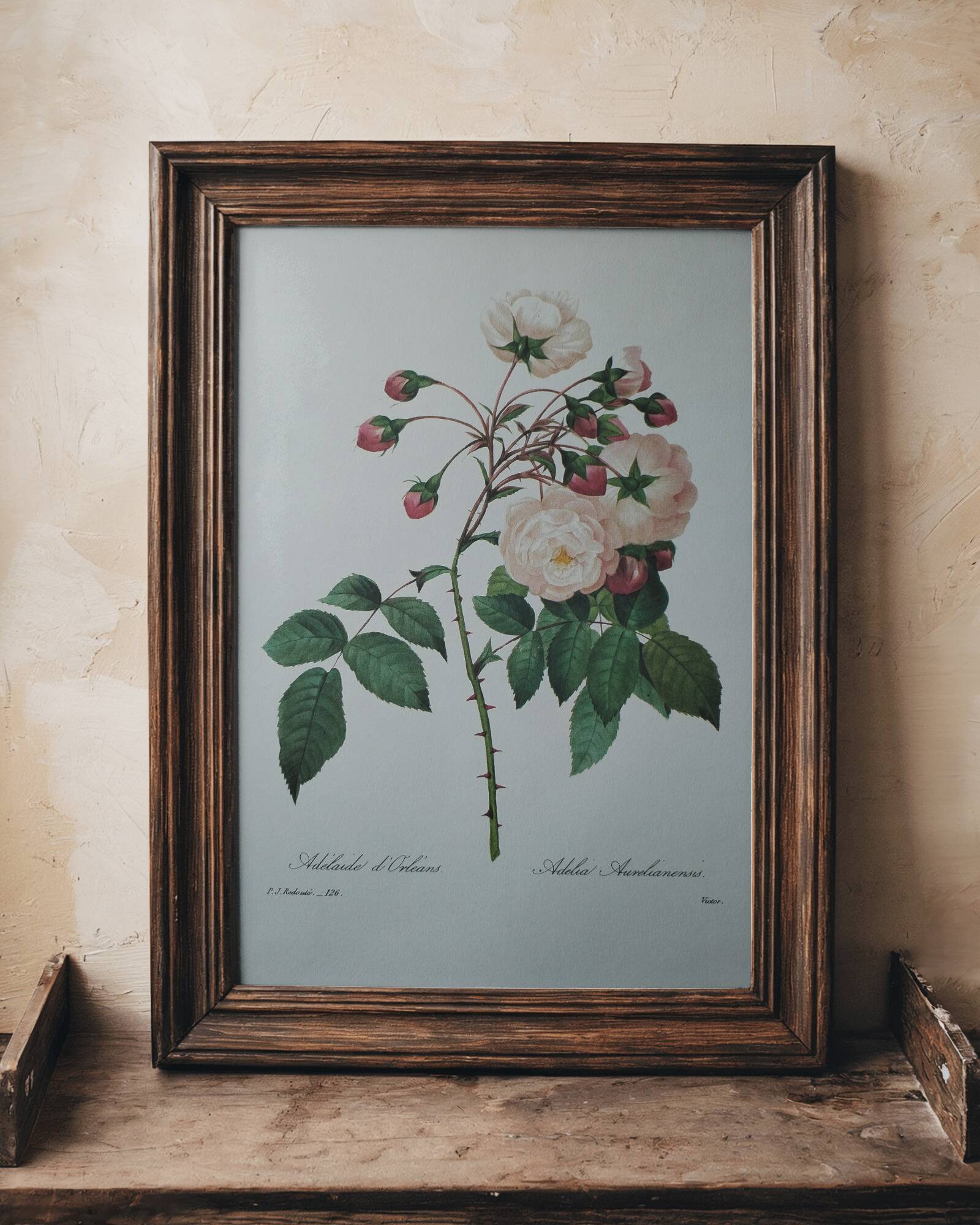 Planche illustrée originale Adélaïde d'Orléans