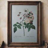 Planche illustrée originale Adélaïde d'Orléans