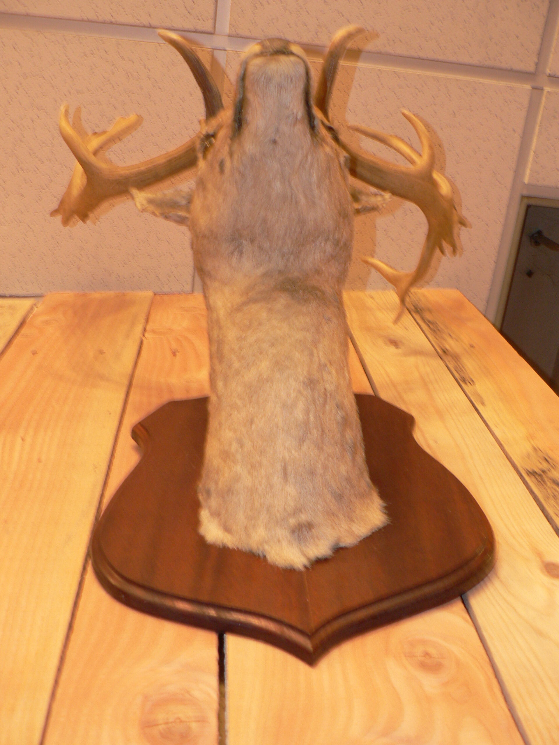 Naturalized deer hunting trophy head