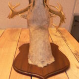 Naturalized deer hunting trophy head