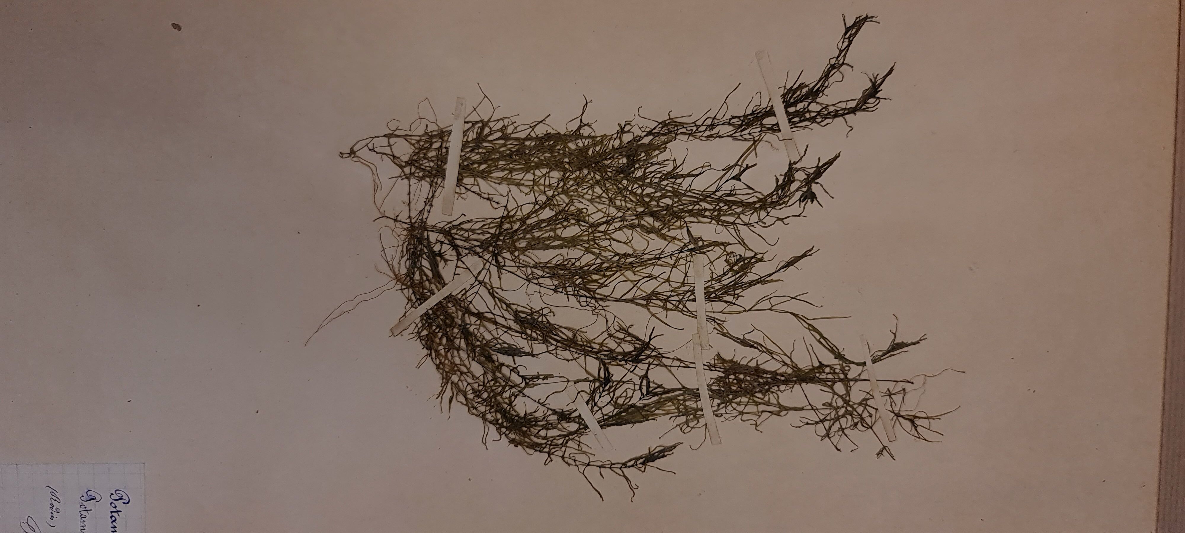 19th herbarium plank