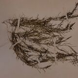 19th herbarium plank