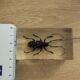 Insecte en bloc résine