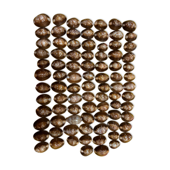 173 shells Cypraea Tigris