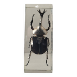 Authentic Japanese Rhinoceros Beetle in resin inclusion