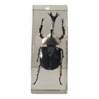 Authentic Japanese Rhinoceros Beetle in resin inclusion
