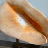 Shell horned helmet 25 cm