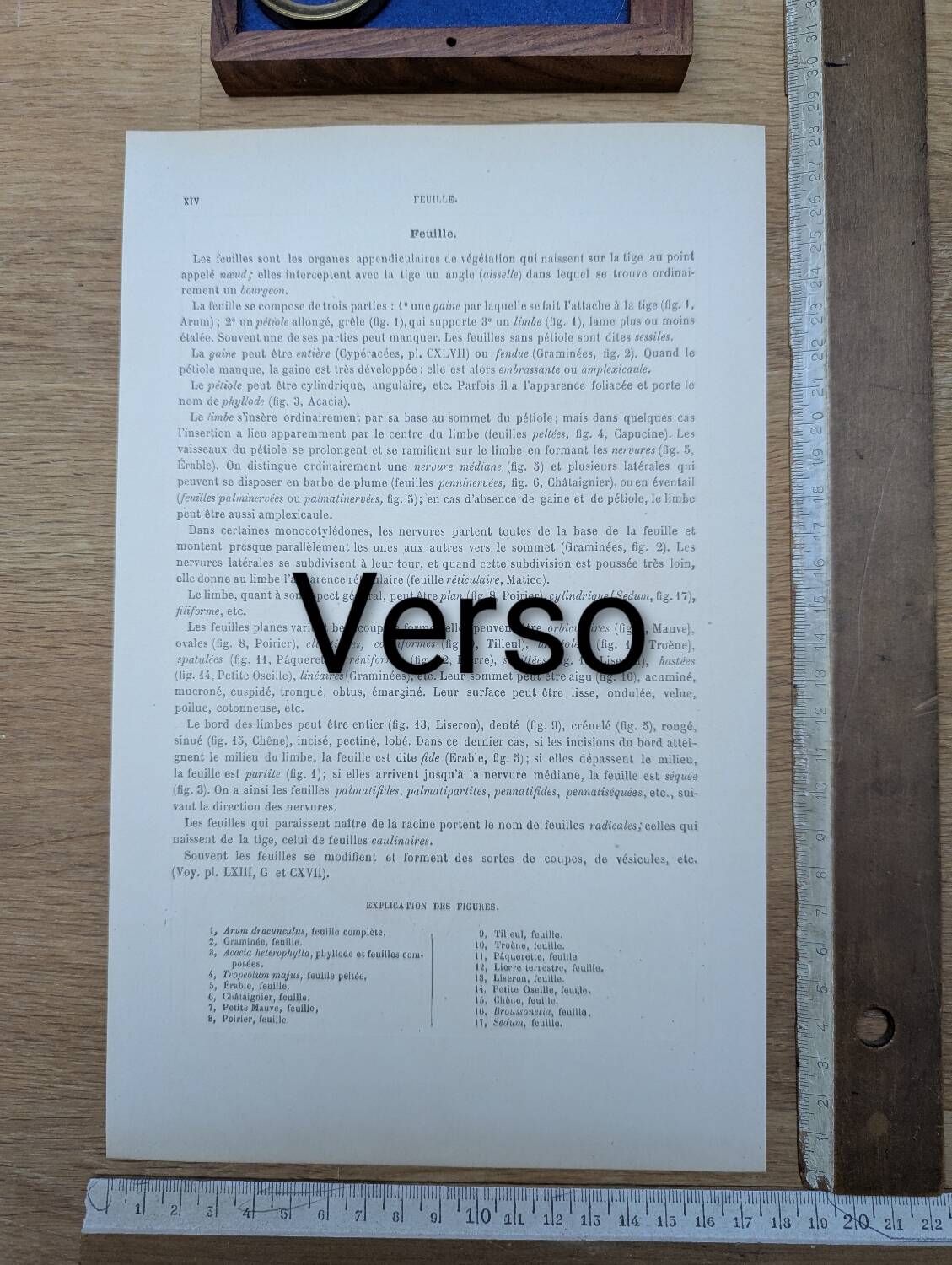 Vintage botanical plate printed in 1889, the stems.