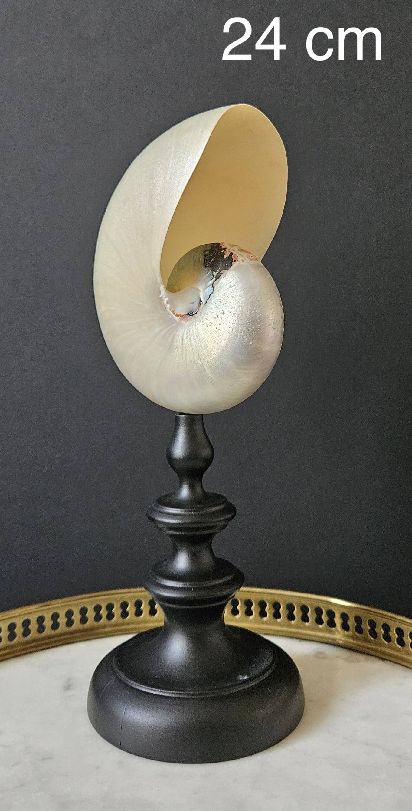 Nautilus / Pearly Nautilus, Black Turned Wood Base H: 24 cm