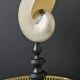 Nautilus / Pearly Nautilus, Black Turned Wood Base H: 24 cm