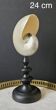 Nautilus / Pearly Nautilus, Black Turned Wood Base H: 24 cm