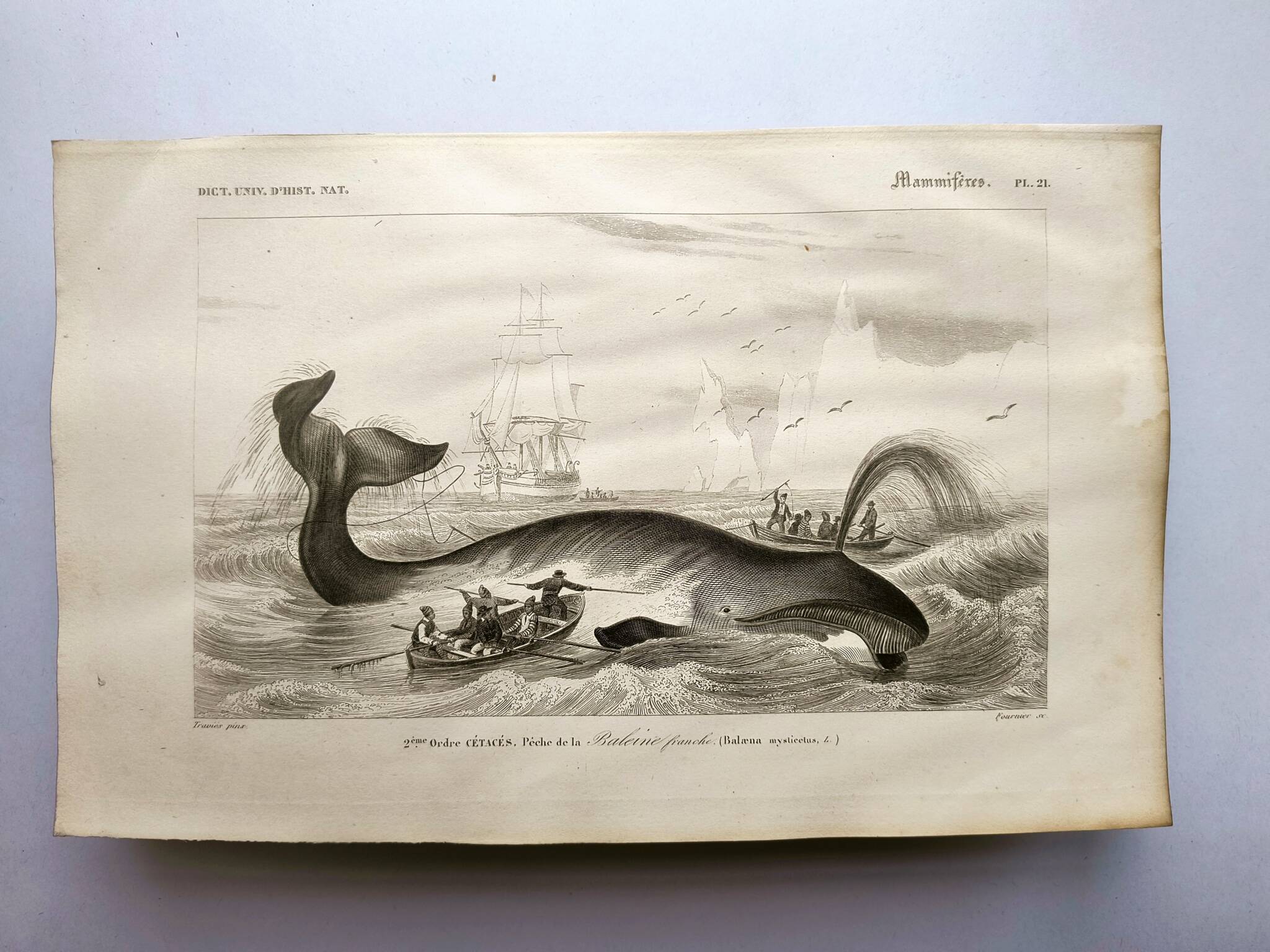 Antique engraving from 1849 - Whale - de Travies, Orbigny - ocean, cetacean