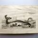 Antique engraving from 1849 - Whale - de Travies, Orbigny - ocean, cetacean