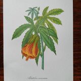 Affiche botanique - Abutilon venosum