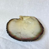 Mother-of-pearl shell