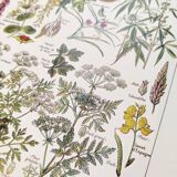 Poster about dangerous plants "hemlock", from a 1920 lithograph