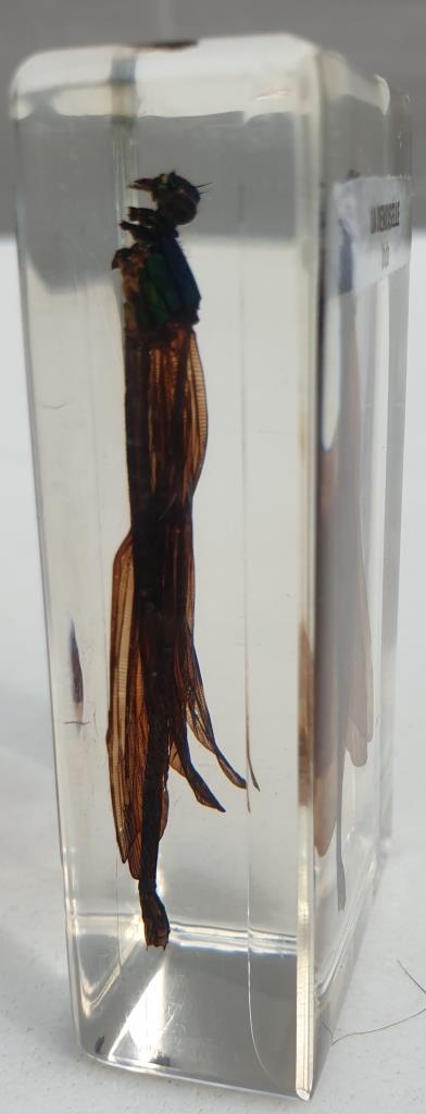 Insect under resin the Demoiselle d'Inde