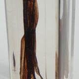 Insect under resin the Demoiselle d'Inde